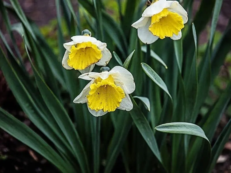 daffodil flowers