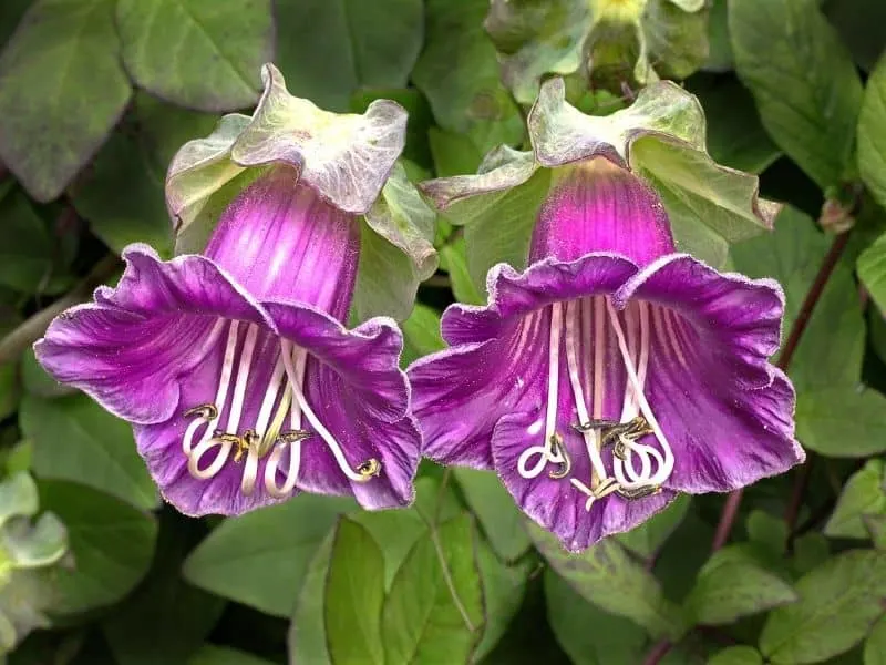 dew flowers