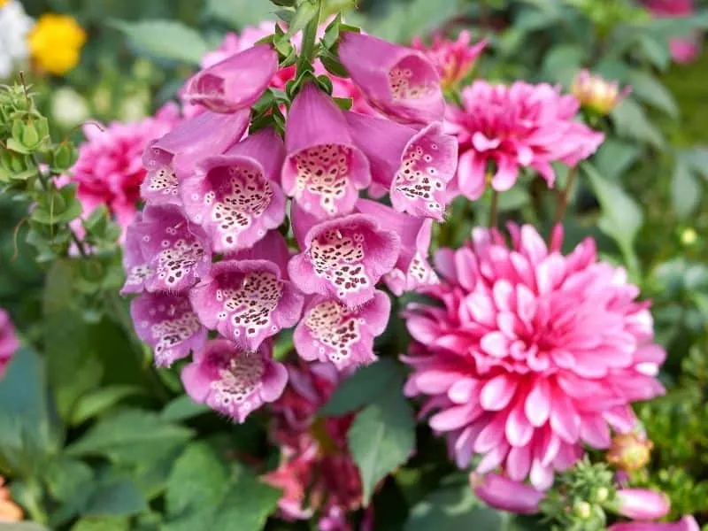 pink digitalis (also called foxglove) flowers