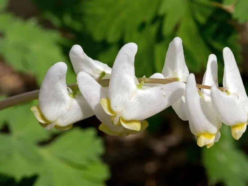 Dutchman's breeches flowers