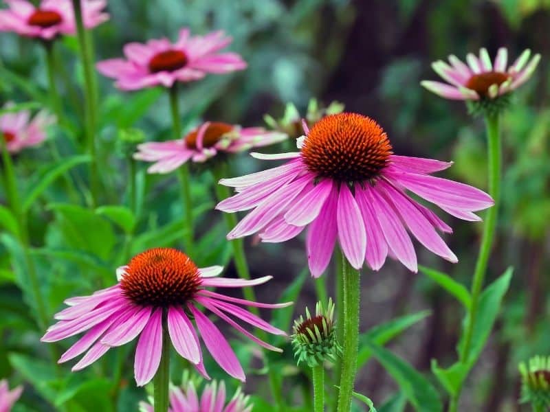 echinacea flowers