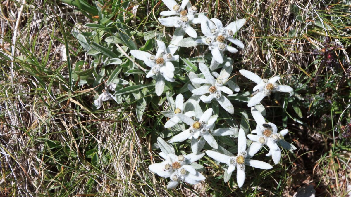 Edelweiss flower clump.