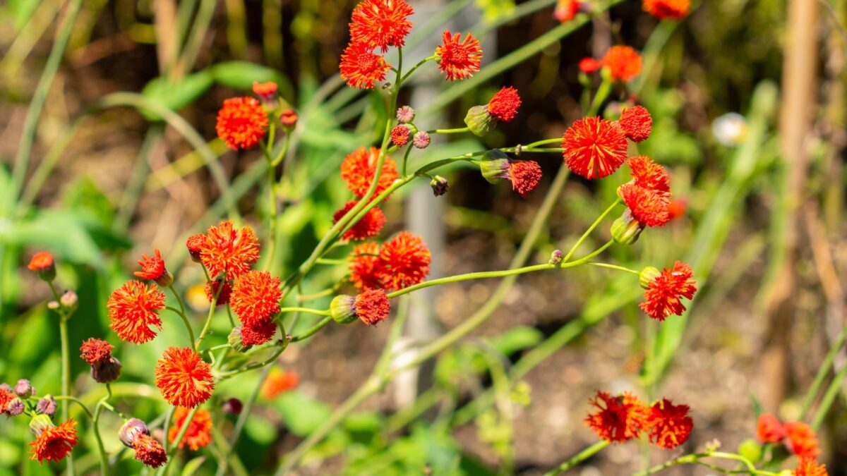 orange emilia coccinea flowers.