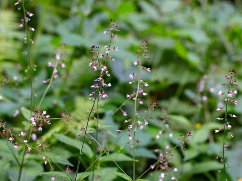 Enchanter's nightshade flowers