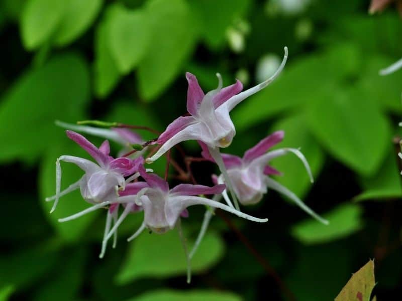 Epimedium (also called fairy wings) flowers