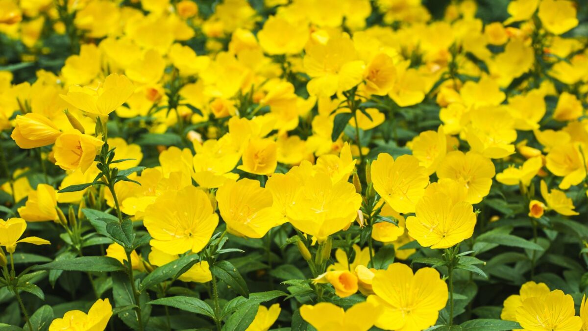 yellow evening primrose flowers.