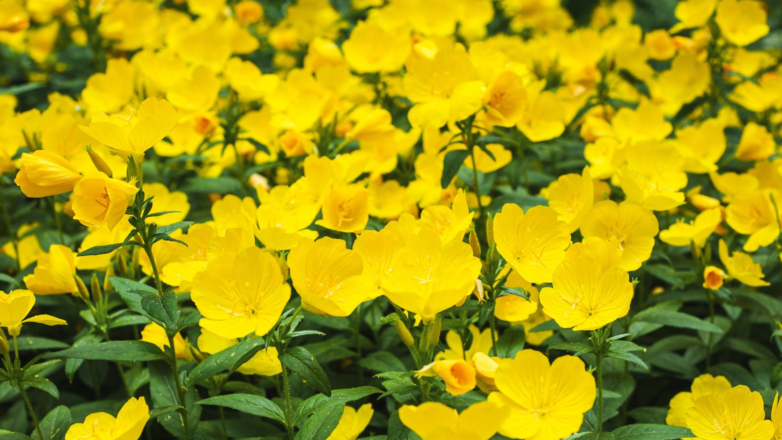 yellow evening primrose flowers.