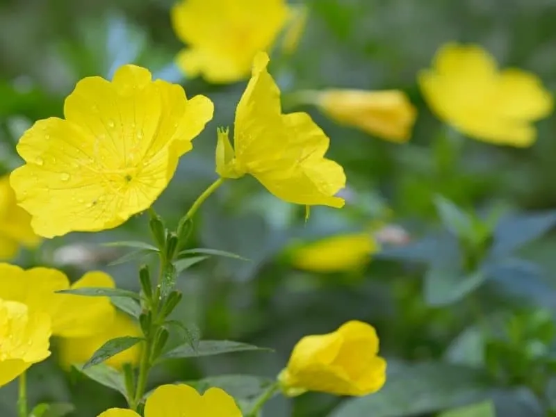 Evening primrose flowers