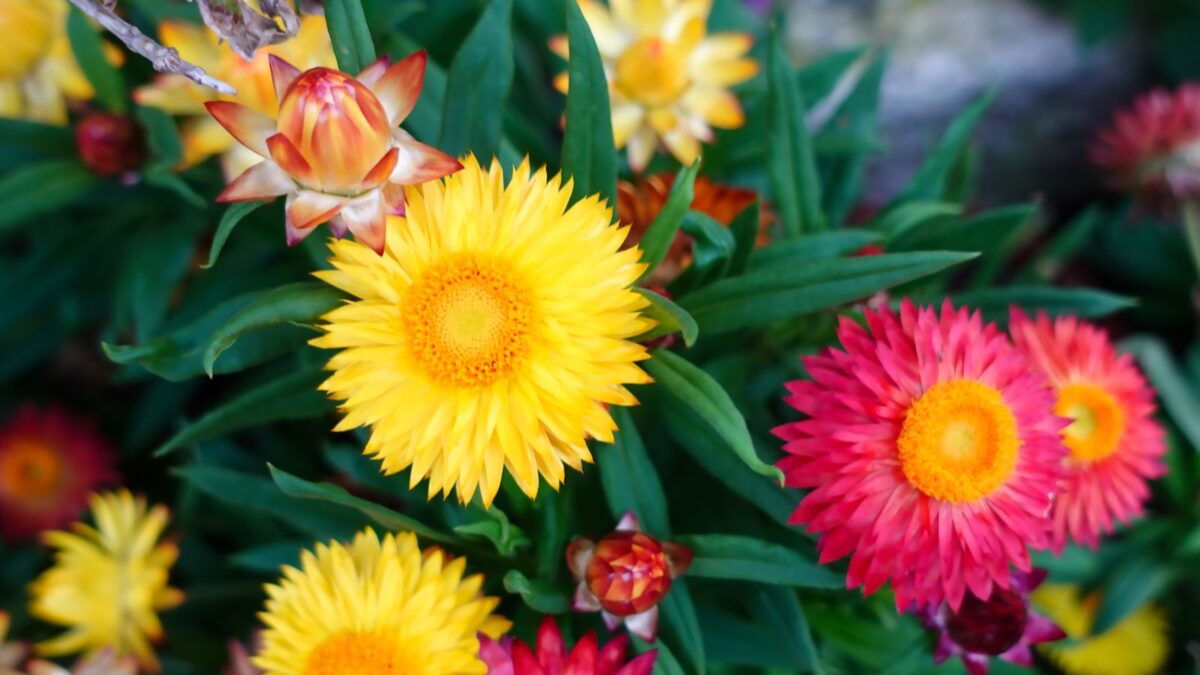 Colorful everlasting daisy flowers.