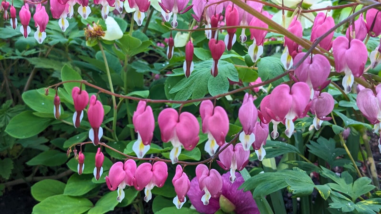 flowering bleeding heart bush.
