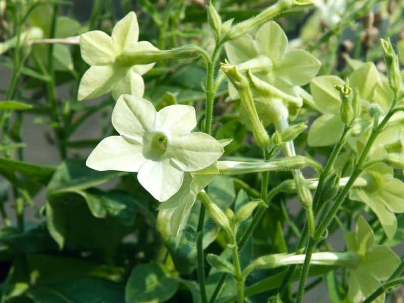 flowering tobacco