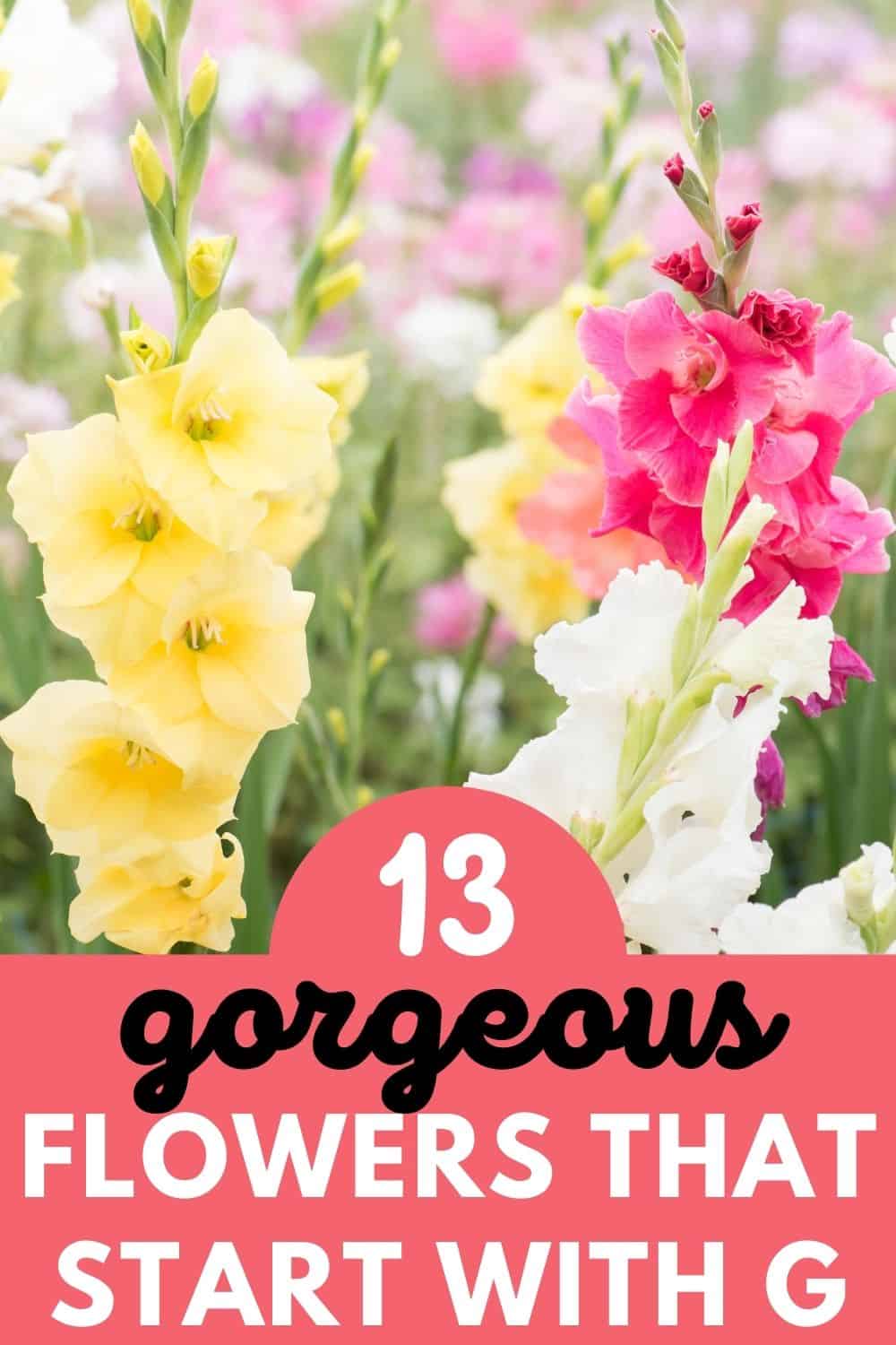 13 flowers that start with G
