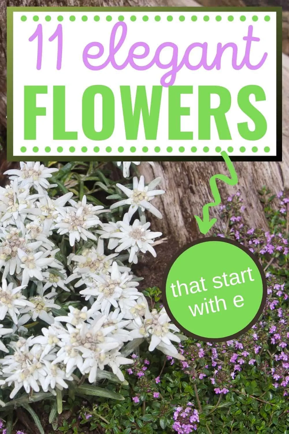 11 elegant flowers that start with e