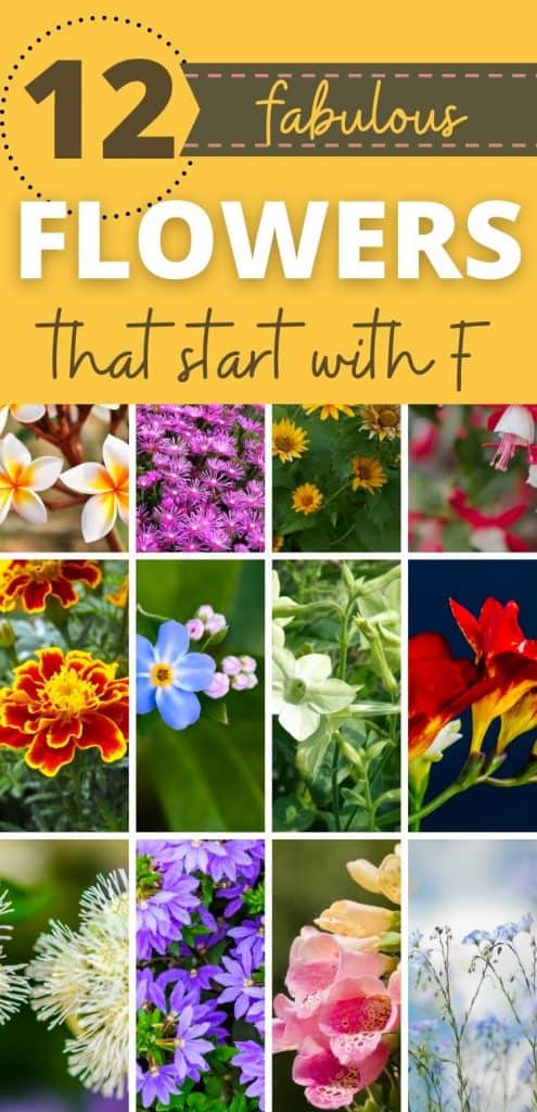 12 Fabulous Flowers That Start With F