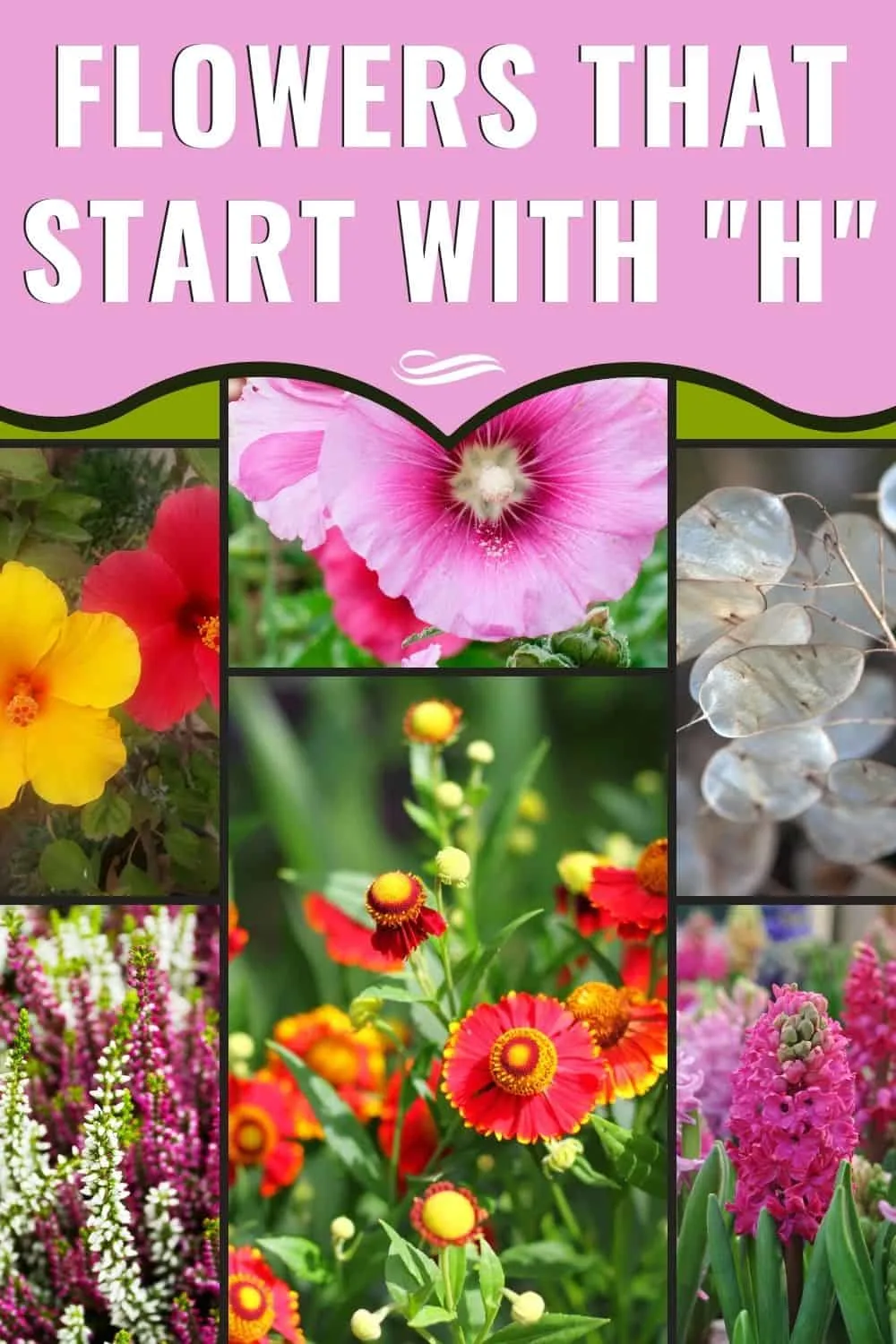 Flowers that start with H