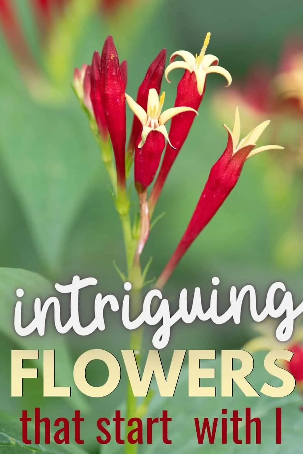 Intriguing flowers that start with I
