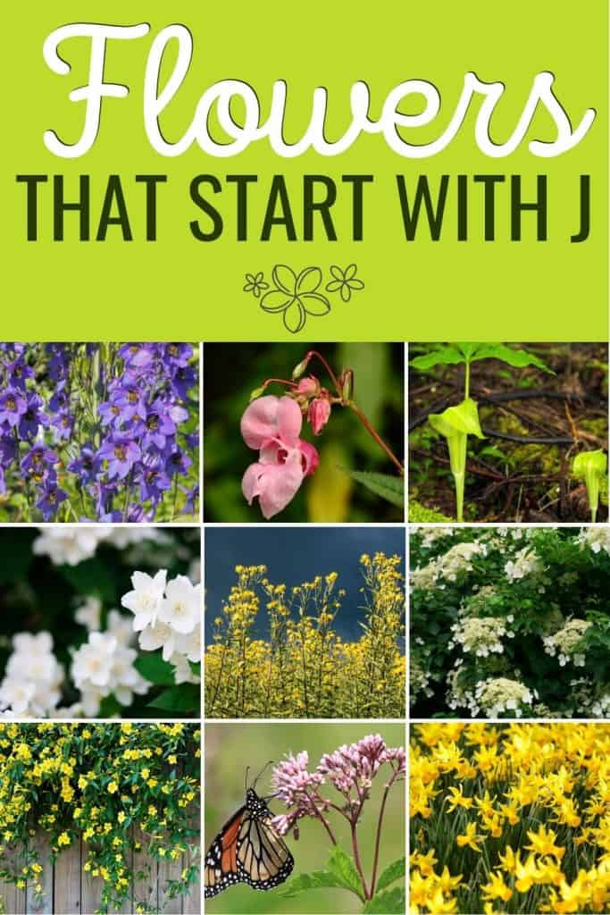 Flowers that start with J