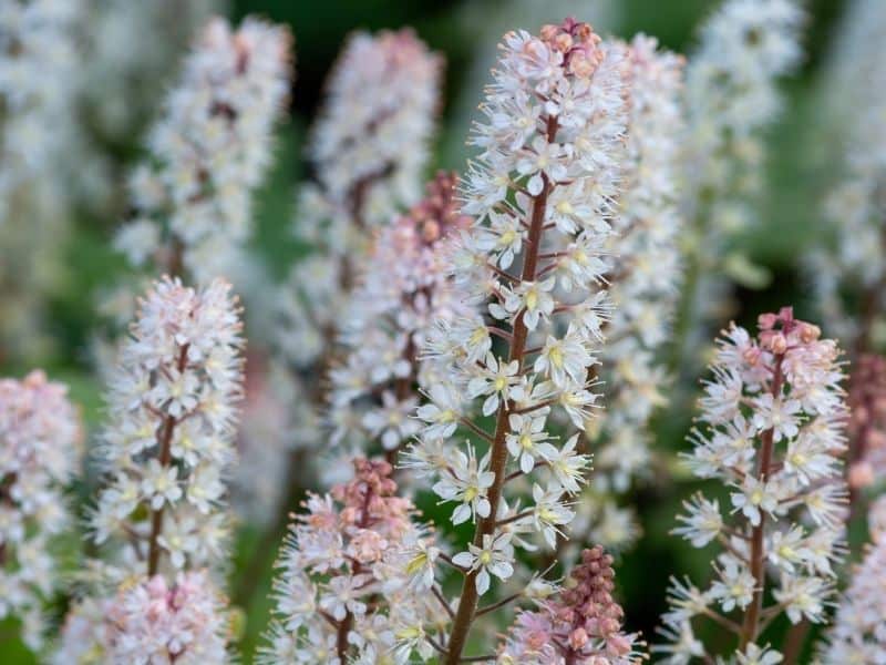 foamflower