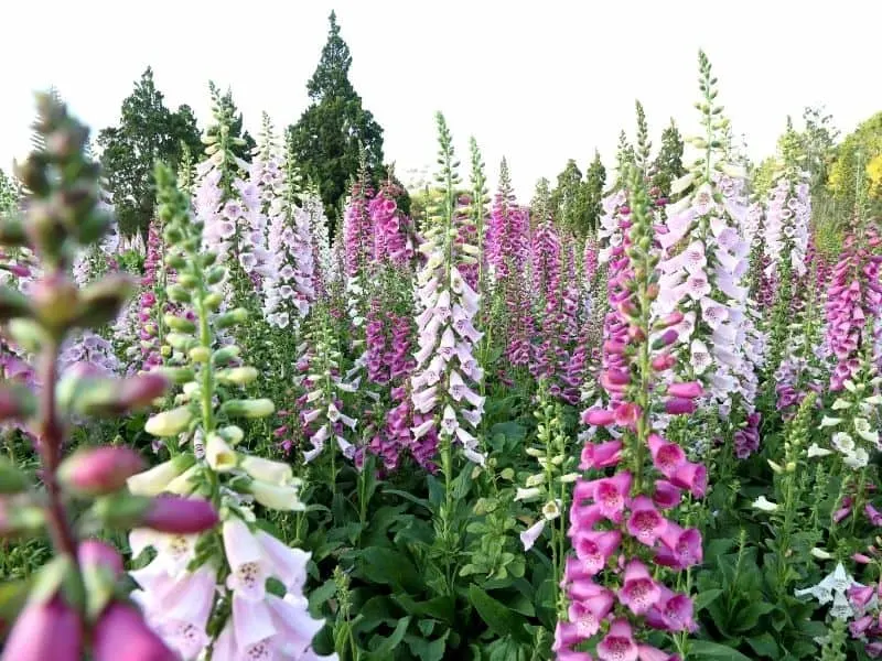 a field of blooming foxglove in differnt colorss