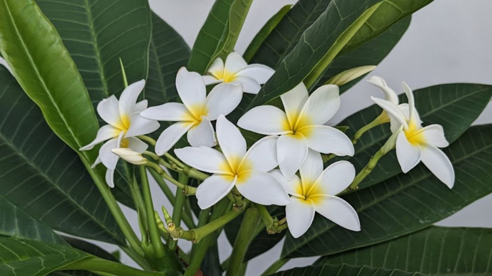 whit frangipani flowers