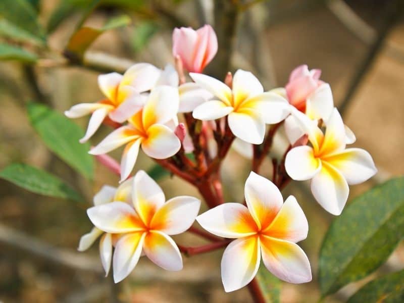 frangipani (plumeria) flowers