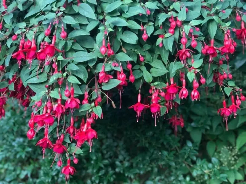 beautiful mass of fuchsia flowers