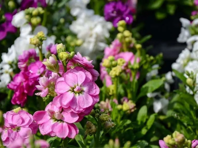 garden stock flowers