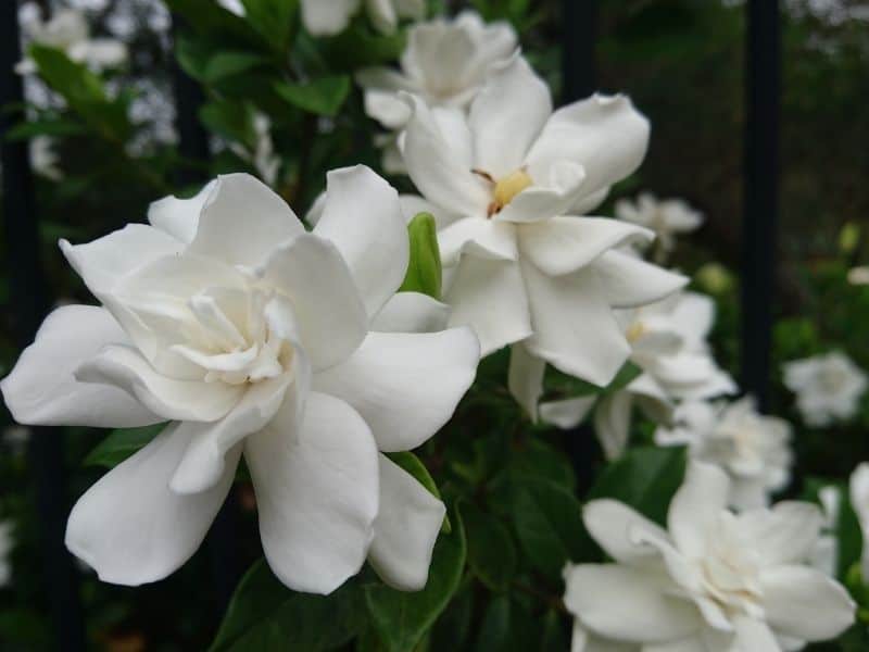 gardenia flowers