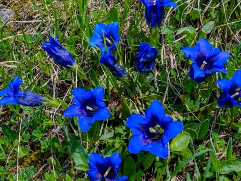 deep blue gentian flowers