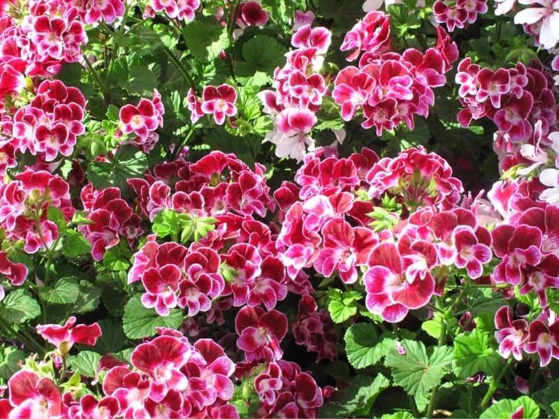 beautiful bicolor geranium flowers