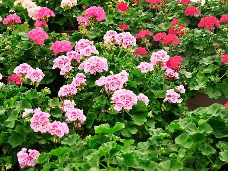 a mass of pink and red geranium