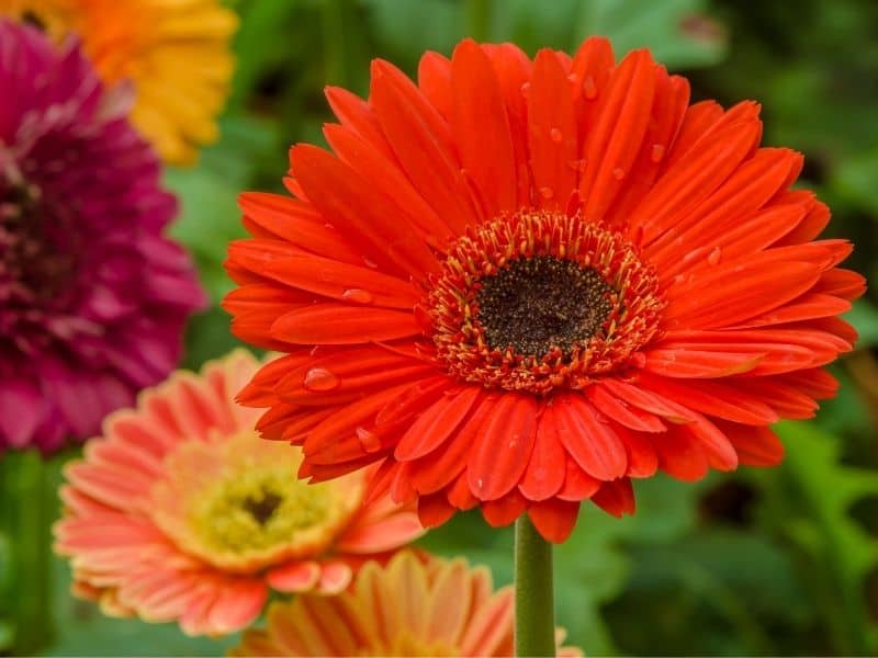 gerbera daisy flowers