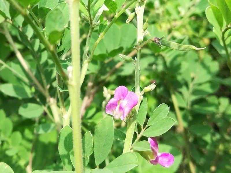 goat's rue flowers