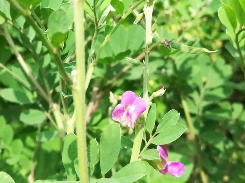 goat's rue flowers