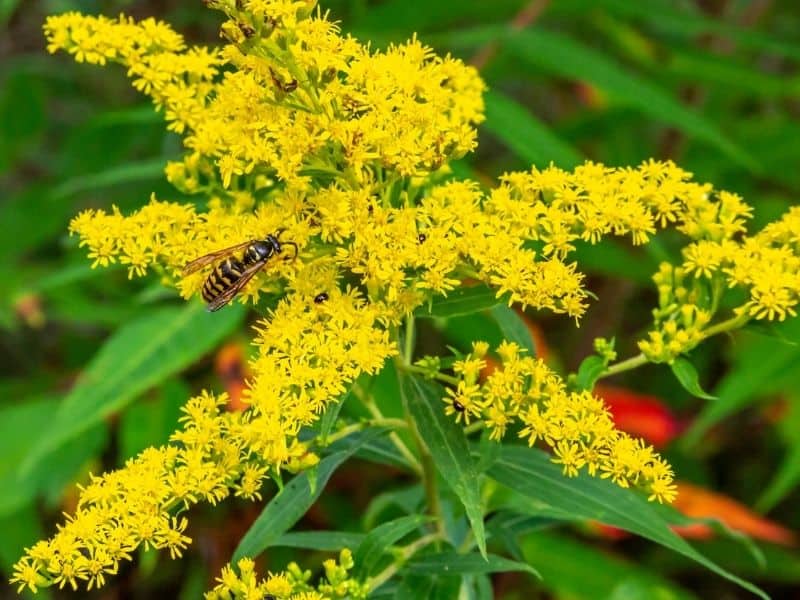 goldenrod flowers