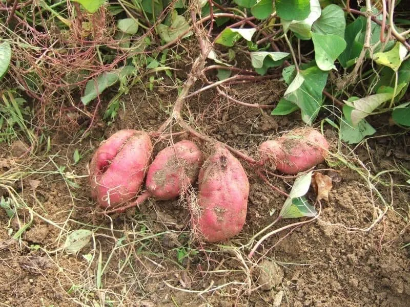 Harvesting sweet potatoes