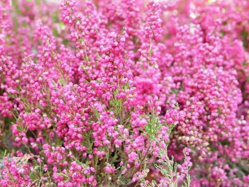 Heath - Erica sp.