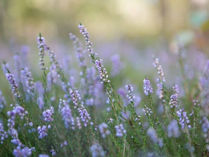 heather flowers