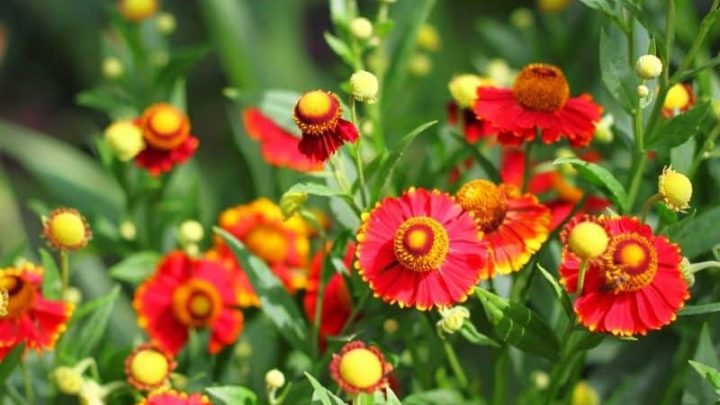 12 Heavenly Flowers That Start with H
