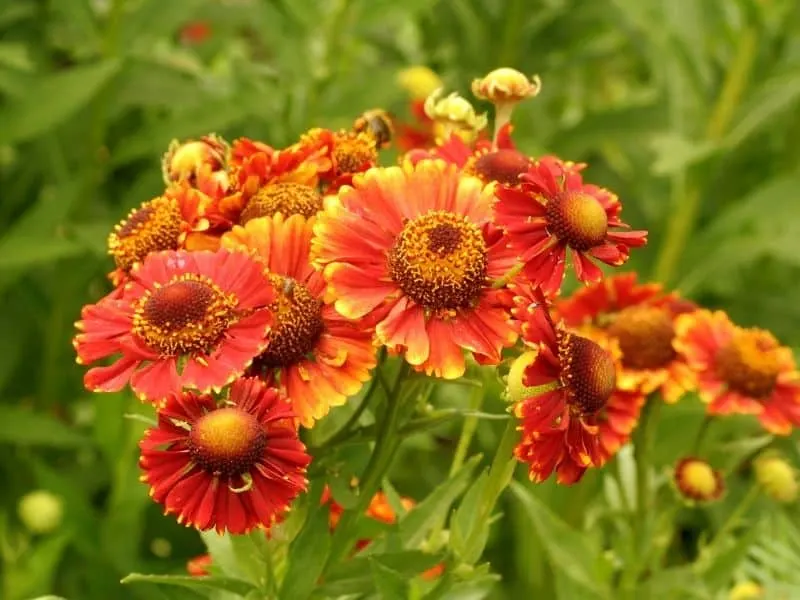 orange helenium flowers