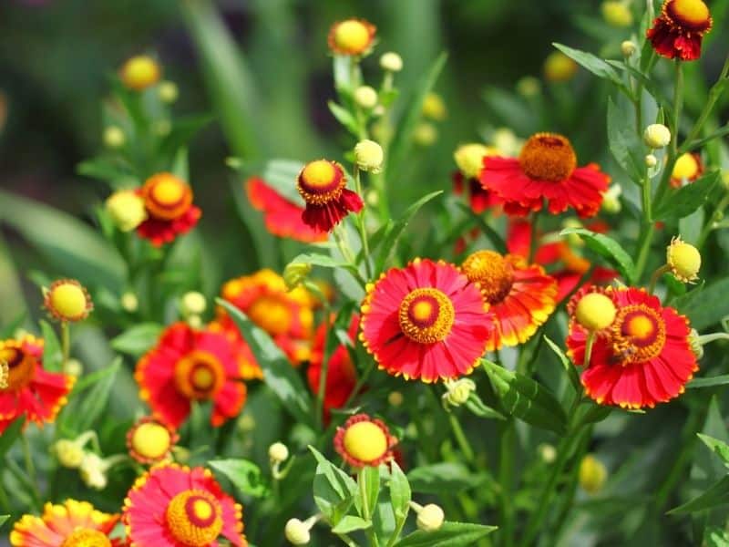 helenium flowers