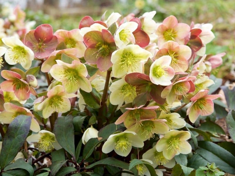 hellebore flowers