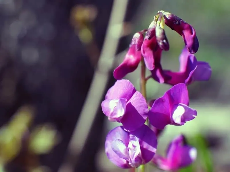 hollow root flowers