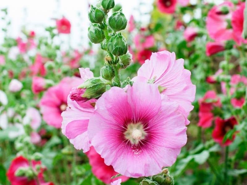 hollyhock flowers