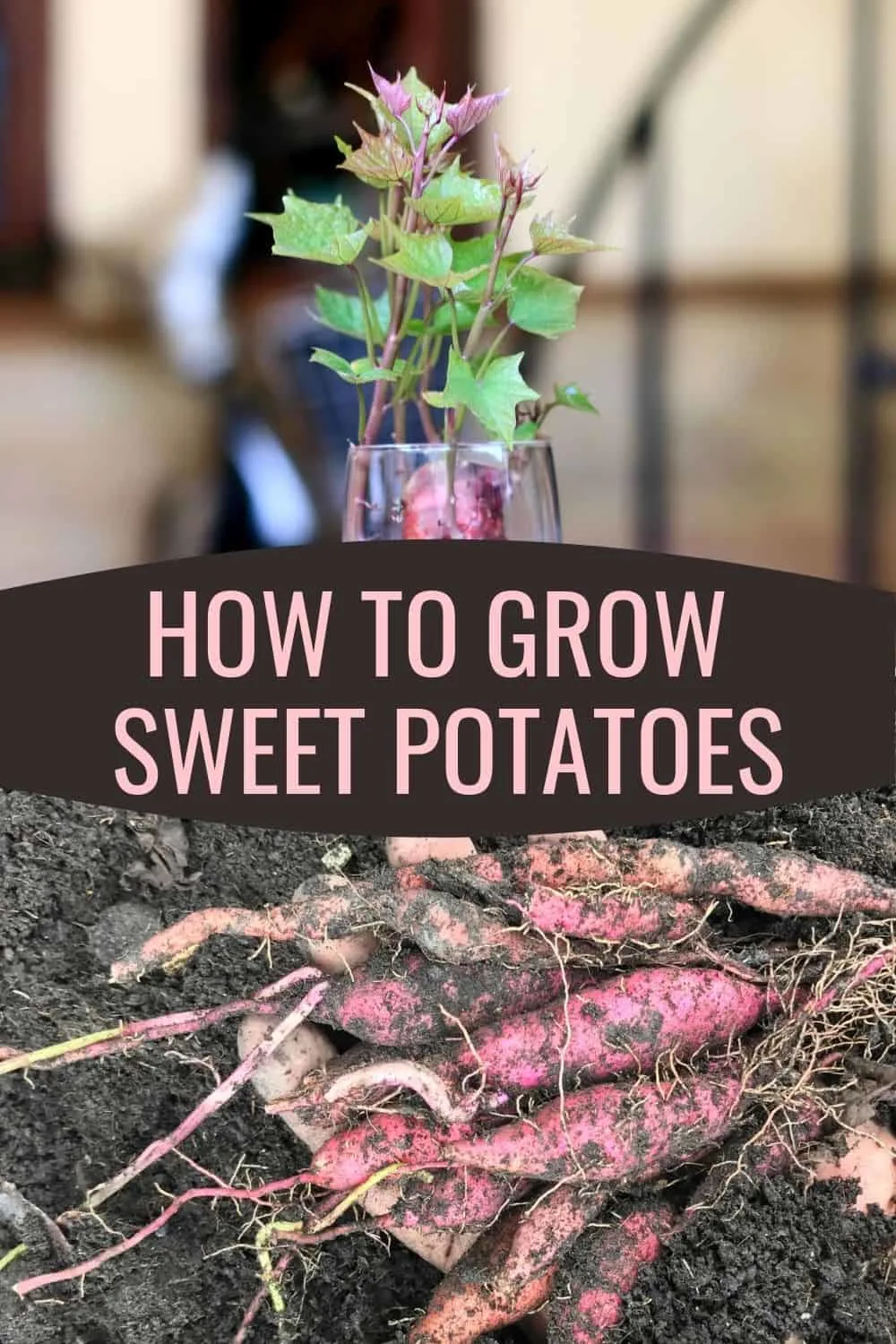 How to grow sweet potatoes