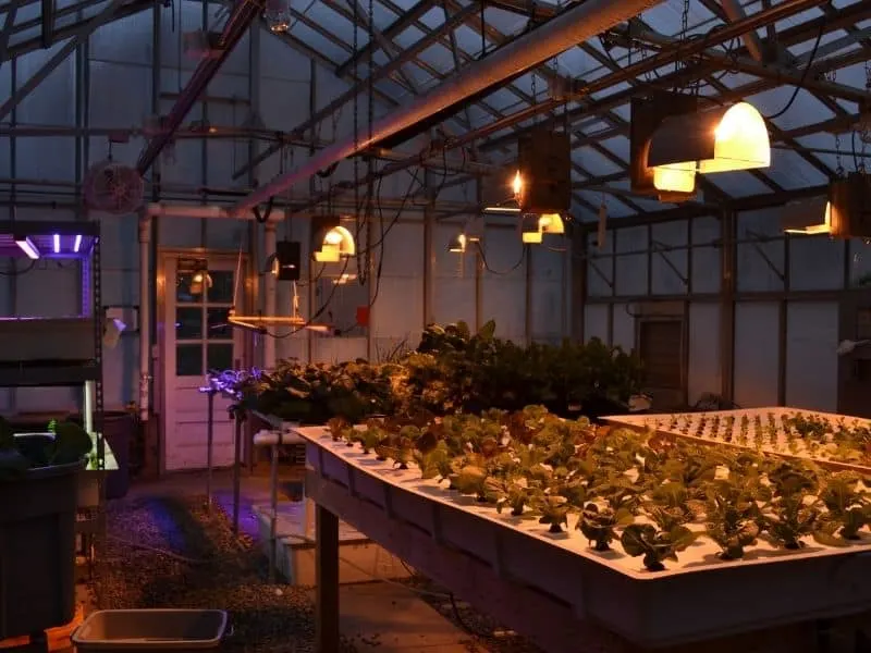 hydroponic garden lights
