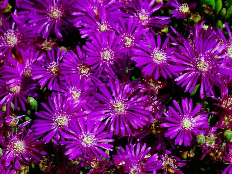 ice plant