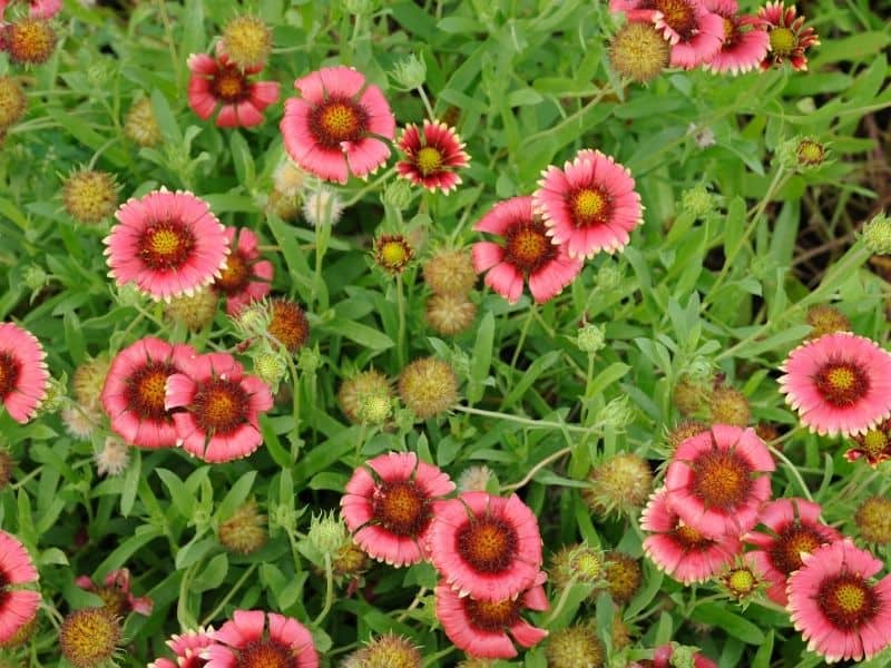 Indian blanket flowers