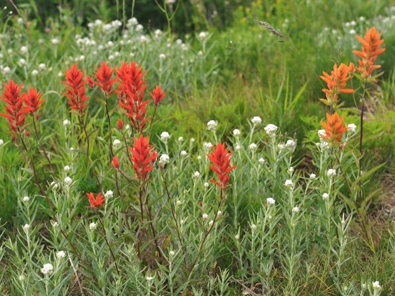 Indian paintbrush flowers