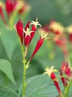 red and yellow indian pink flowers